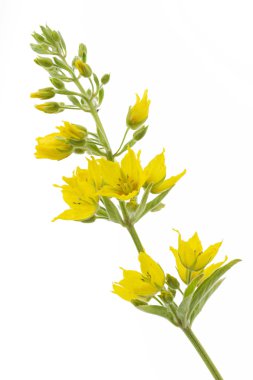 Beyaz arka plan üzerinde Lysimachia punctata (Bahçe Loosestrife)