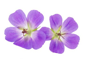 Purple Cranesbill flower on white background (Geranium) clipart