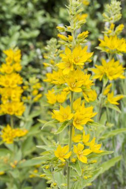 Lysimachia punctata (Bahçe loosestrife), sığ dof