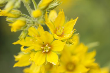 Lysimachia punctata (Bahçe loosestrife), sığ dof