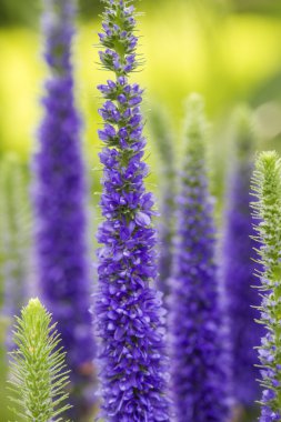 Mavi çiçekli çivili speedwell (veronica ulster), sığ dof