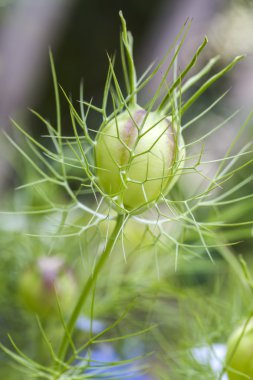 Love-in-a-mist çiçek (Nigella damascena başkanı tohum)