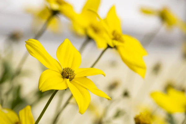 Bidens Ferulifolia o Verbena Amarilla fiore — Foto Stock