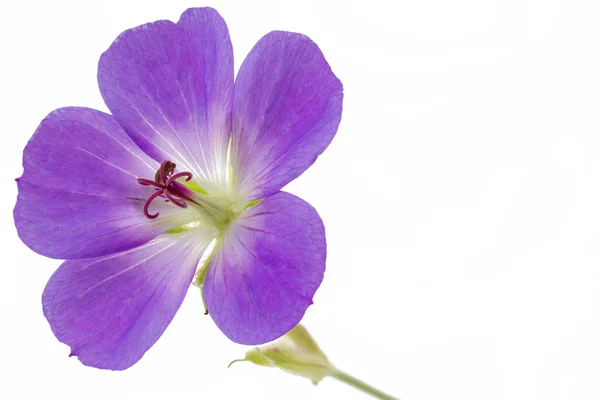 Purple Cranesbill flor sobre fondo blanco (Geranio ) —  Fotos de Stock