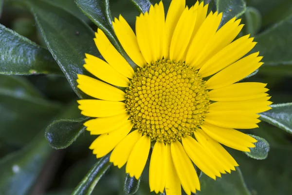 Asteriscus kukka puutarhassa — kuvapankkivalokuva