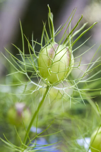 stock image Seed head of a Love-in-a-mist flower (Nigella damascena)