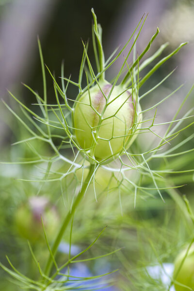 Seed head of a Love-in-a-mist flower (Nigella damascena)