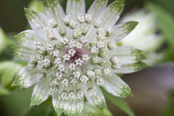 Astrantia flor (Astrantia major) no jardim — Fotografia de Stock