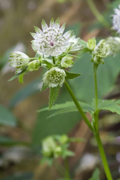 Astrantia flor (Astrantia major) no jardim — Fotografia de Stock