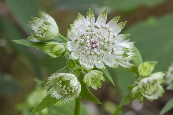 Bahçedeki Astrantia çiçek (büyük Astrantia) — Stok fotoğraf