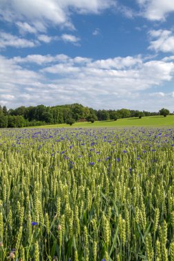 Bir buğday alanında çiçek açan Peygamber (Centaurea cyanus)