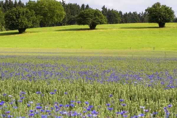 Bleuets à fleurs (Centaurea cyanus) dans un champ de blé — Photo