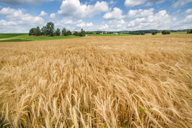 Grain field in Bavaria, Germany clipart