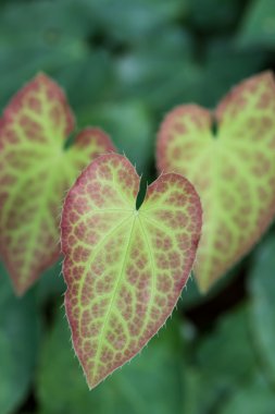 tatlı bir epimedium çiçek yaprak