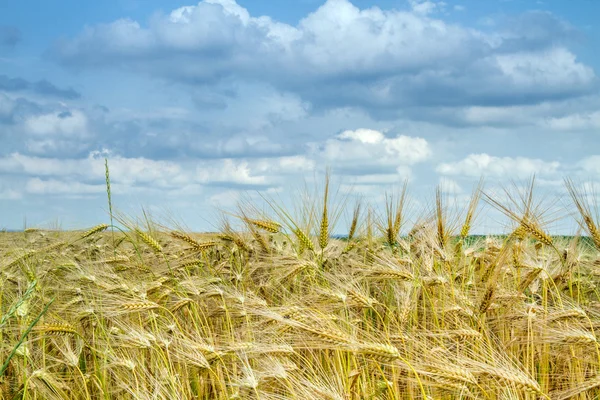 Зерновое поле Баварии, Германия — стоковое фото