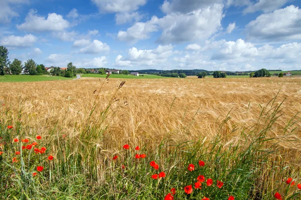 Campo de granos en Baviera, Alemania —  Fotos de Stock