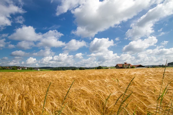 Зерновое поле Баварии, Германия — стоковое фото