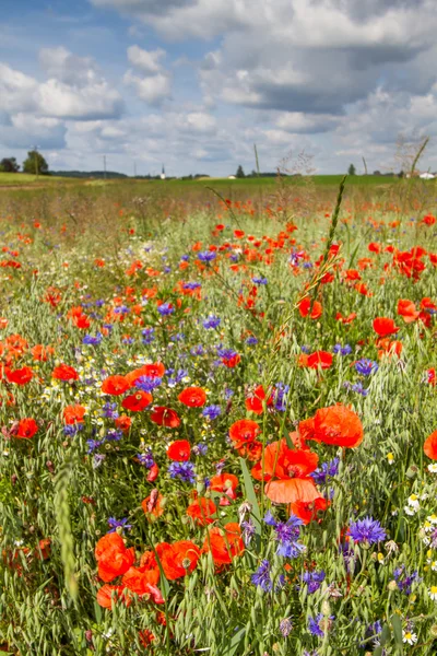 Wiosenne kwiaty na polu w Bawarii, Niemcy — Zdjęcie stockowe