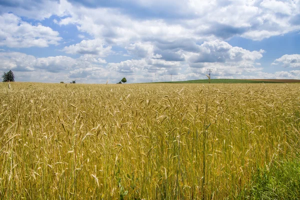 Campo de granos en Baviera, Alemania —  Fotos de Stock