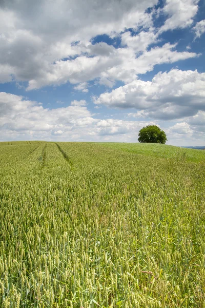 Campo de granos en Baviera, Alemania — Foto de Stock