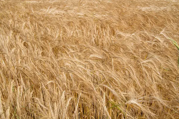 Grain field in Bavaria, Germany Stock Picture