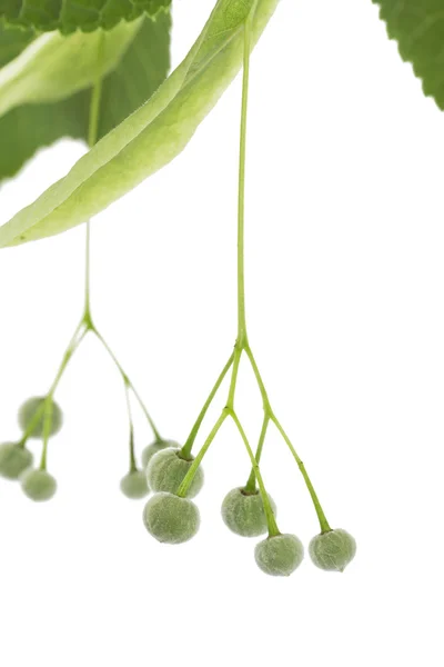 Lime tree seeds on white — Stock Photo, Image