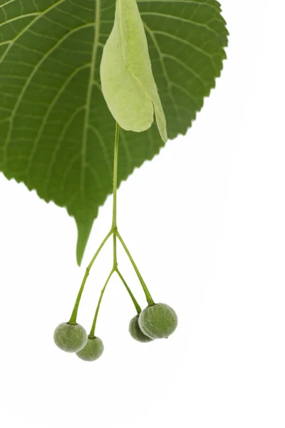 Lime tree seeds on white — Stock Photo, Image