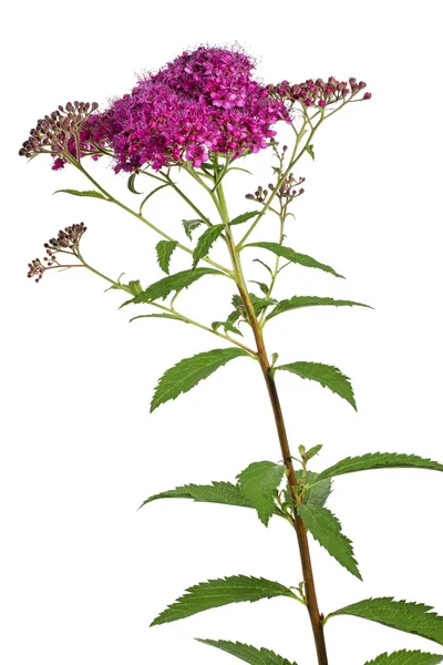 Reine Des Pres Images Libres De Droit Photos De Reine Des Pres Depositphotos