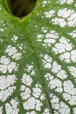 brunnera macrophylla yaprak, portre