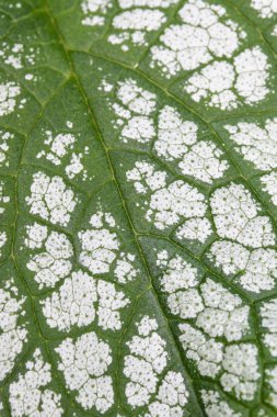 brunnera macrophylla yaprak, portre