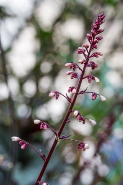 Obsidyen mercan çan (Heuchera) çiçek