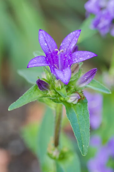 Квітка Campanula glomerata, синій — стокове фото