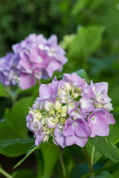 Hortenzie květina nebo hortensia — Stock fotografie