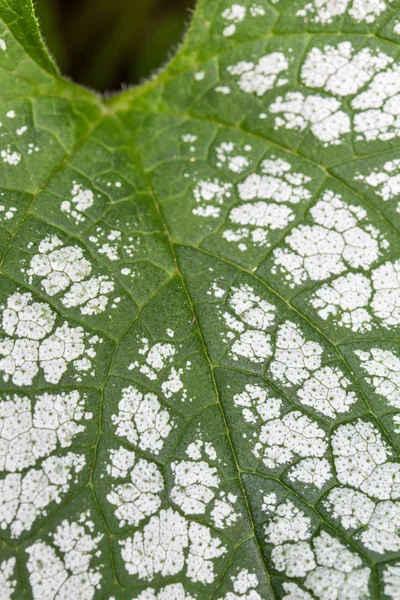 stock image Brunnera macrophylla leaf, closeup