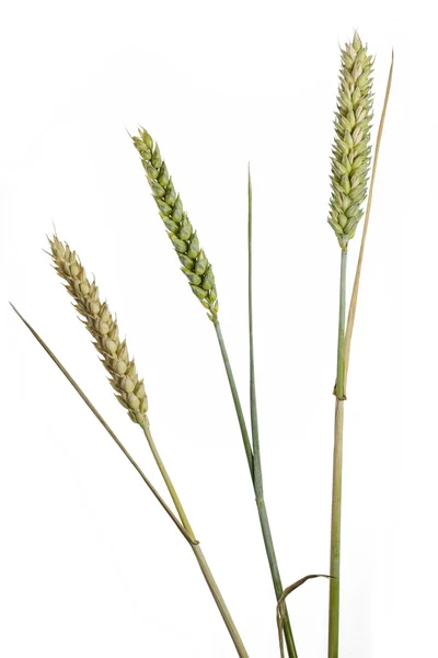 Orelhas de trigo no fundo branco — Fotografia de Stock