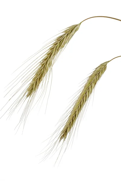 stock image Rye (Secale cereale)