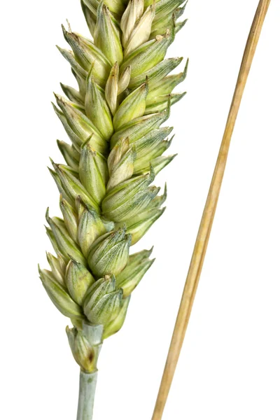 Пшеничні вуха на білому тлі — стокове фото
