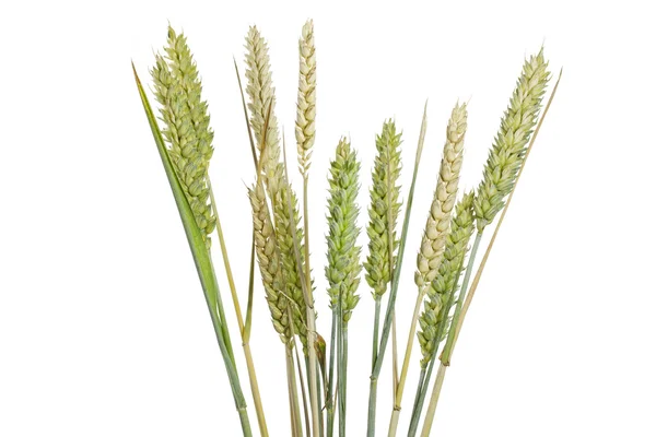 Weizenähren auf weißem Hintergrund — Stockfoto