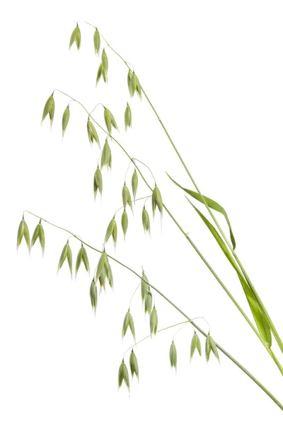 燕麦 (エンバク) — ストック写真
