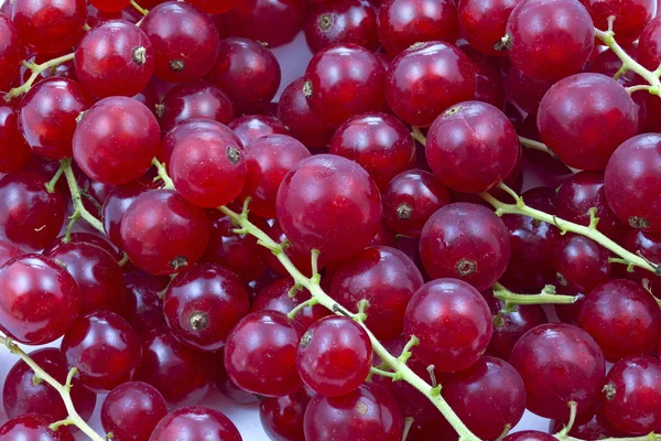 Ribes rosso come sfondo — Foto Stock