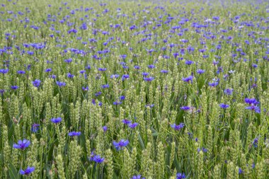 Blooming Cornflowers (Centaurea cyanus) in a wheat field clipart