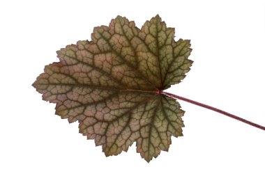 Obsidian mercan çan (Heuchera) çiçek yaprak