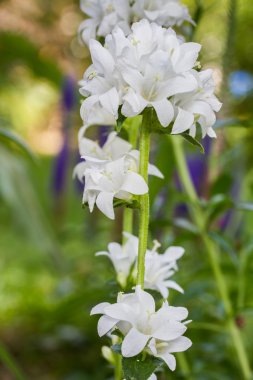 Campanula glomerata flower, white clipart