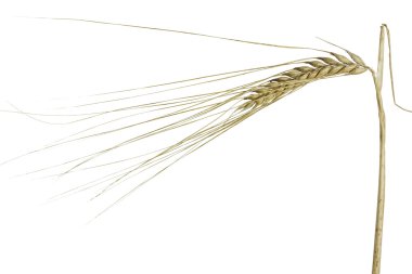 Arpa (Hordeum vulgare)