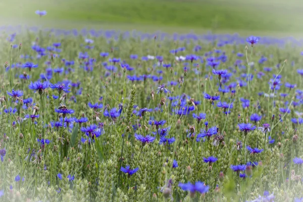 Bleuets à fleurs (Centaurea cyanus) dans un champ de blé — Photo