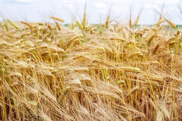Campo di grano in Baviera, Germania — Foto Stock