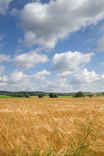 Grain field in Bavaria, Germany — Stock Photo, Image