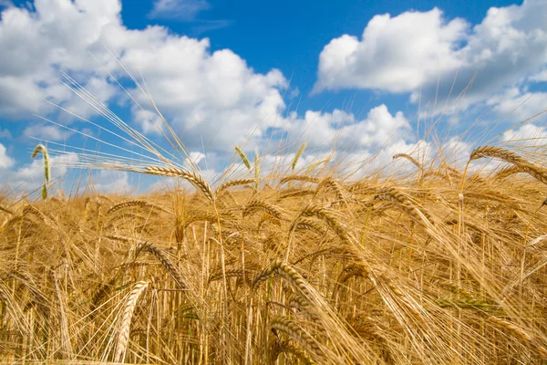 Grain field in Bavaria, Germany — Stock Photo, Image