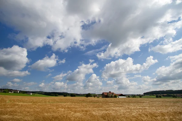 Campo di grano in Baviera, Germania — Foto Stock