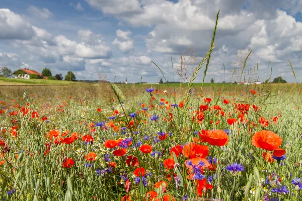 Frühlingsblumen auf einem Feld in Bayern — Stockfoto